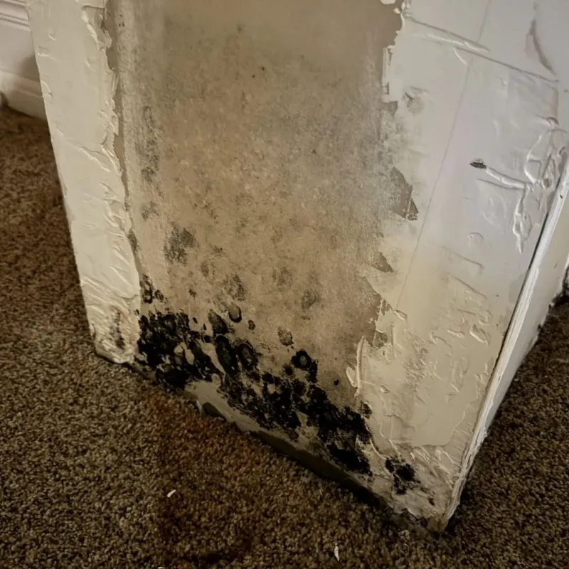 Professional Mold Removal in Riesel, TX